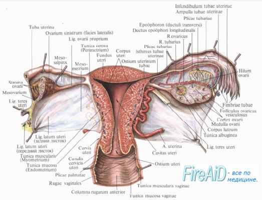 Кровоснабжение влагалища