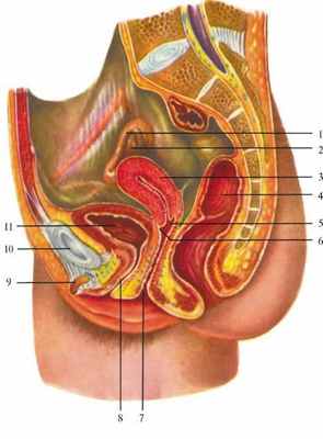 Топография органов женского таза (из