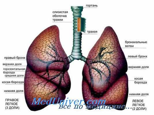 биопсии легких
