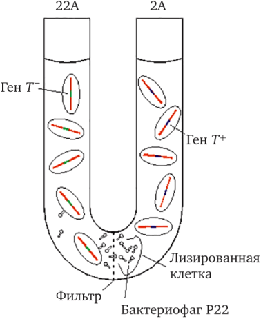 Схема опыта, демонстрирующего явление трансдукции у Salmonella Typhimurium