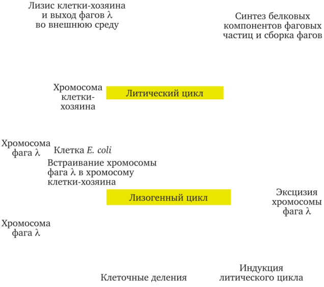 Жизненный цикл умеренного фага на примере фага лямбда (X)