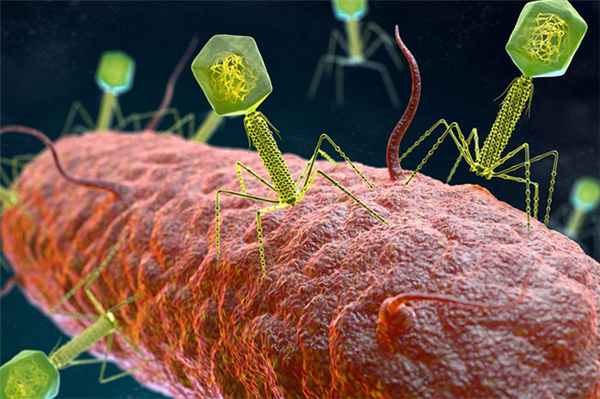 Лизогенная