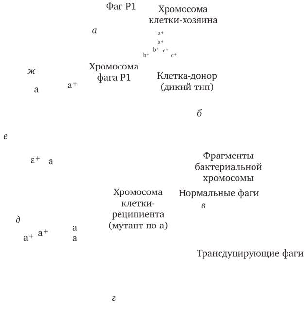 Схема общей трансдукции между штаммами Е. coli, осуществляемая фагом Р1