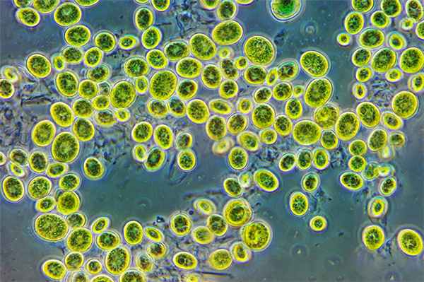 Специфическая трансдукция