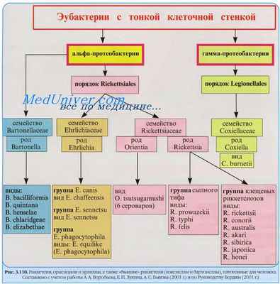 Рохалимеи. Риккетсии рода Rochalimaea. Траншейная лихорадка. Болезнь Вернера-Хисса. Клиника траншейной лихорадки
