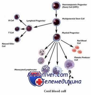 трансплантация стволовых клеток