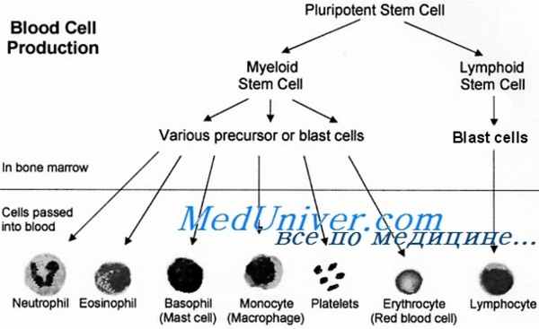трансплантация стволовых клеток крови