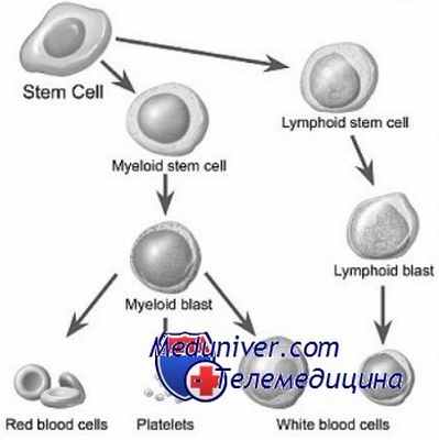 стволовые клетки при нейробластоме