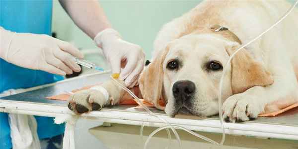 Портосистемные шунты у собак