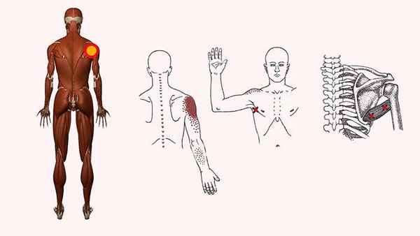 большая круглая мышца