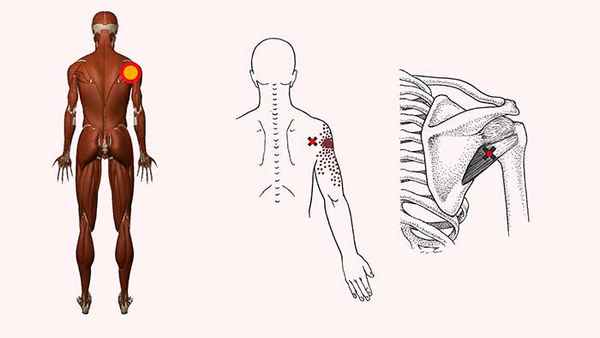 малая круглая мышца