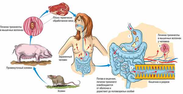 Цикл жизни.jpg
