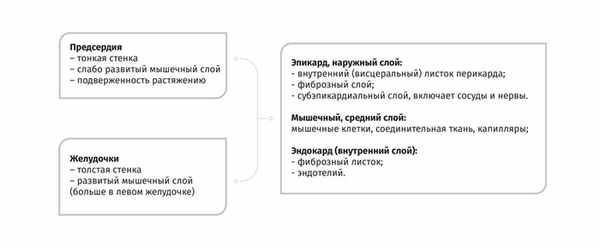 Схема строения стенки сердца собаки