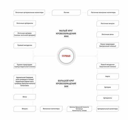 Круги кровообращения в организме собаки