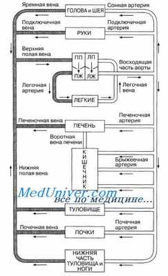 кровообращение