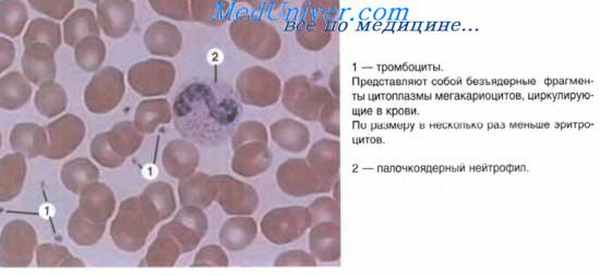 тромбоцитопоэз