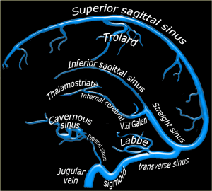 венозная анатомия