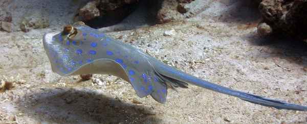 Сине-пятнистый скат-хвостокол Taeniura-lymma