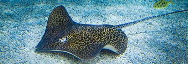 леопардовый скат- хвостокол