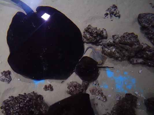 История Морды Скат, Аквариумистика, Океанариум, Скат хвостокол, Работа мечты, Длиннопост