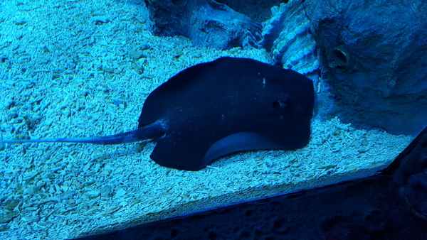 История Морды Скат, Аквариумистика, Океанариум, Скат хвостокол, Работа мечты, Длиннопост