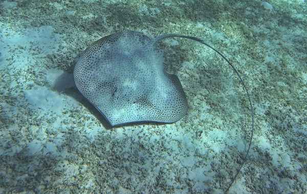 кольчатый хвостокол