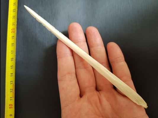 История Морды Скат, Аквариумистика, Океанариум, Скат хвостокол, Работа мечты, Длиннопост