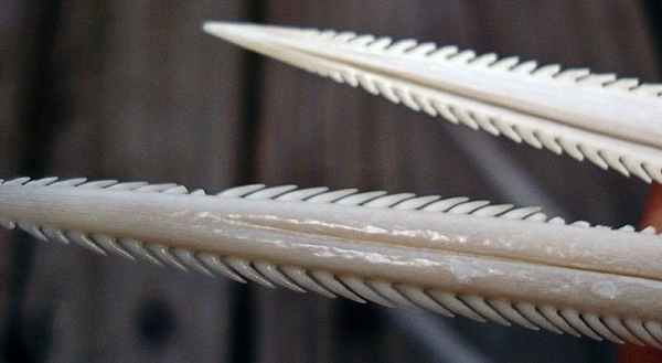 Шипы синепятнистого ската-хвостокола