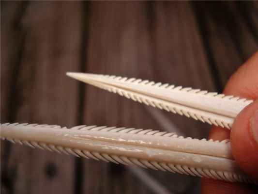 Шипы Южного Скат а (Dasyatis americana)