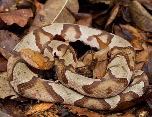 ядовитая змея из Америки