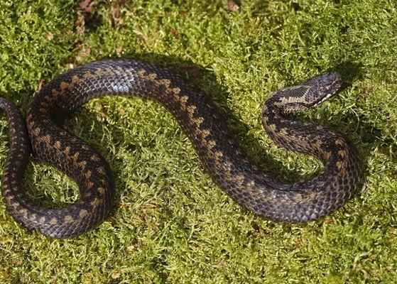 Гадюка обыкновенная. Фото: Globallookpress