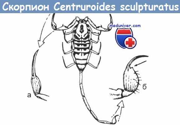 Строение скорпиона