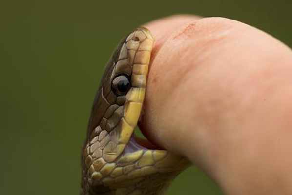 Первая помощь при укусе змеи: правильные действия