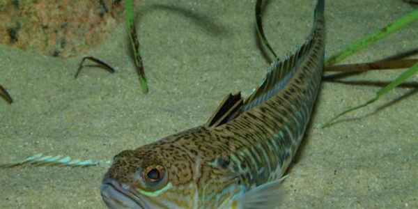 Узнаем чем опасен яд морского скорпиона? Обезопасьте свой отдых на Черном море