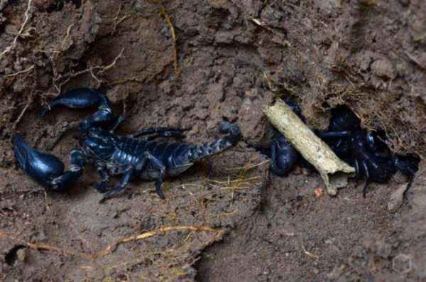 Скорпион: где живет, виды