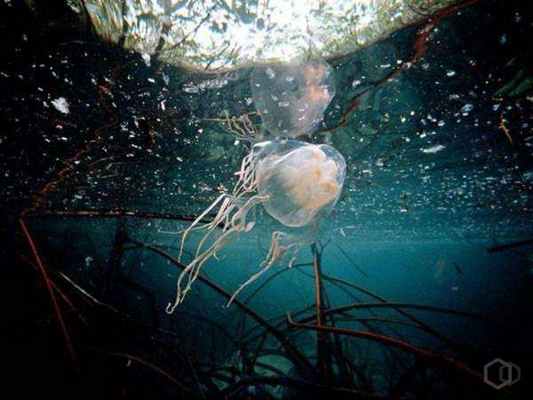 Самое ядовитое в мире существо . Какое существо самое ядовитое на планете согласно Книге рекордов Гиннеса?