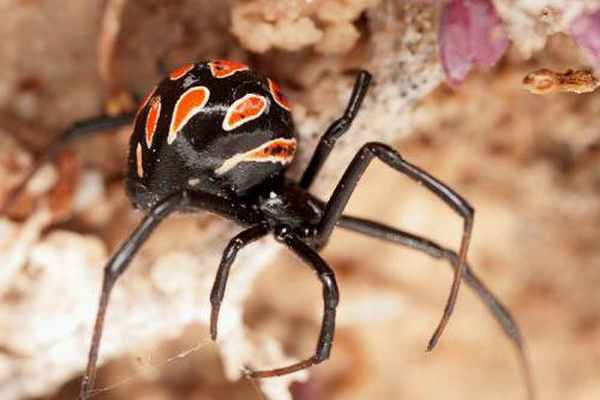 Узнаем как выглядит паук каракурт? Укус каракурта: чем опасен, оказание первой помощи, симптомы и особенности терапии