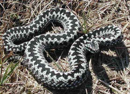 Осторожно, змеи! Укус гадюки: первая помощь