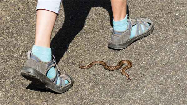 человек идет рядом с гадюкой