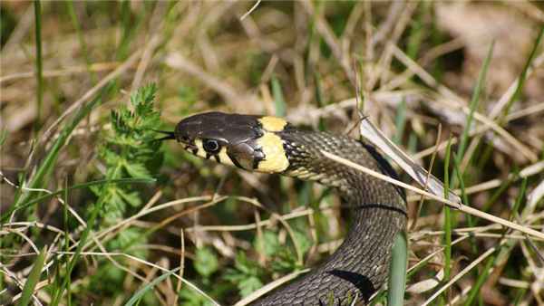 Обыкновенный уж