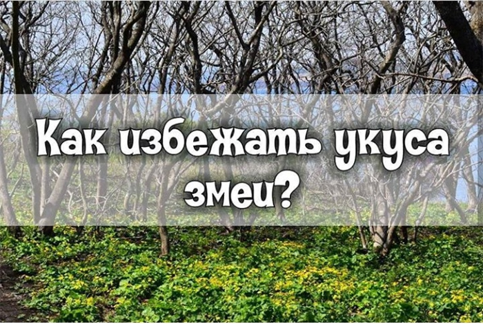 Как избежать укуса змеи?