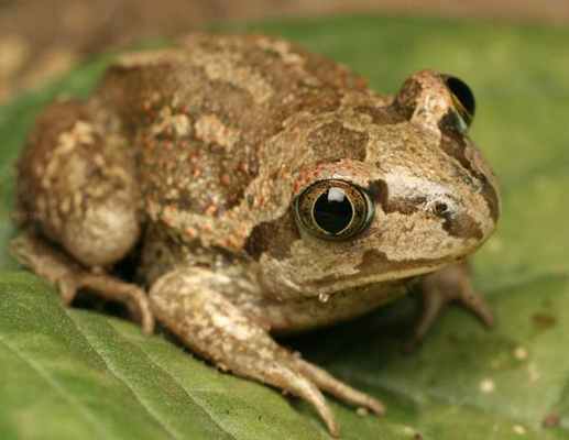 чесночница лягушка