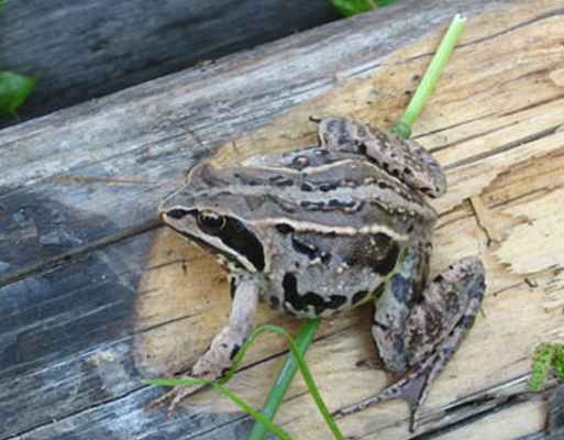 лягушка остромордая