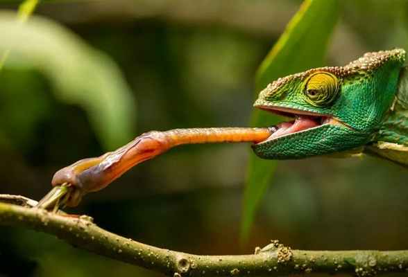 хамелеон