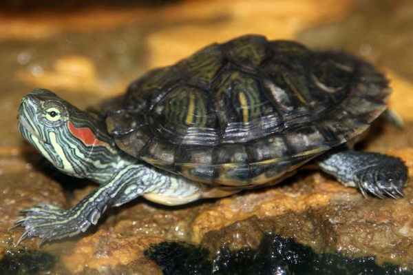 Пресмыкающиеся: названия