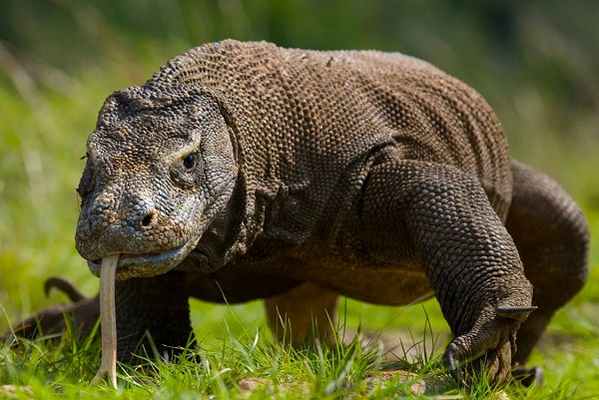 Гигантский индонезийский варан