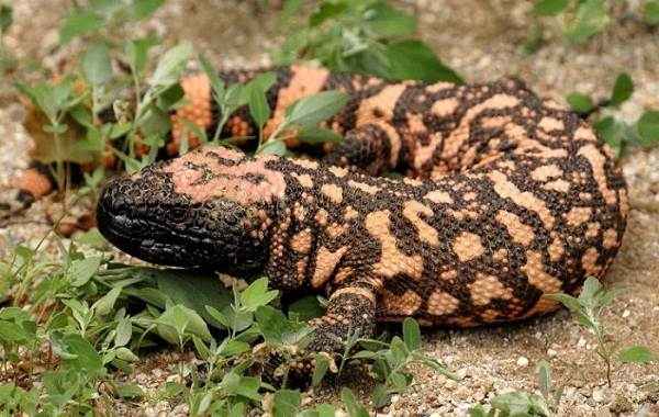 Виды-ящериц-с-названиями-особенностями-и-фото-32