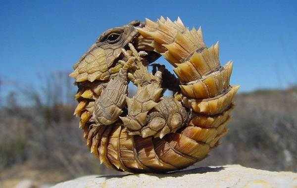 Виды-ящериц-с-названиями-особенностями-и-фото-24