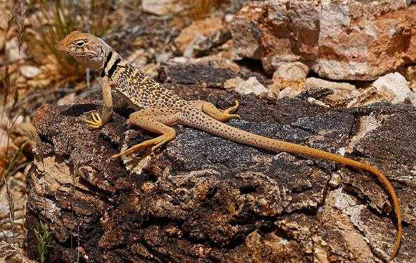 Виды-ящериц-с-названиями-особенностями-и-фото-14