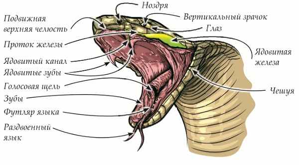 Строение головы змеи